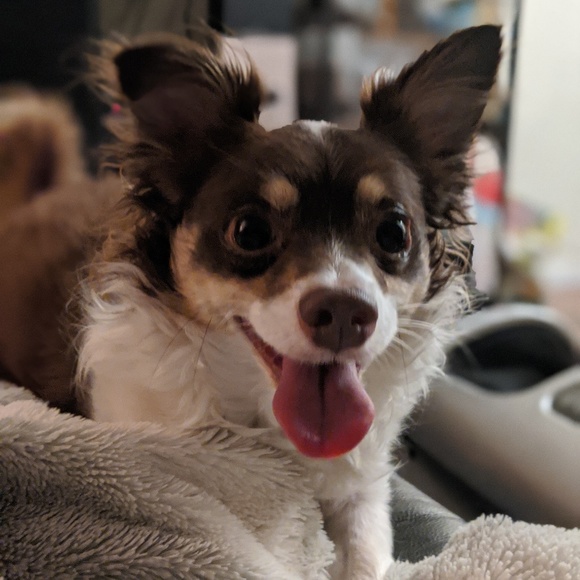 Meet your Posher, Kitty - Picture 1 of 1